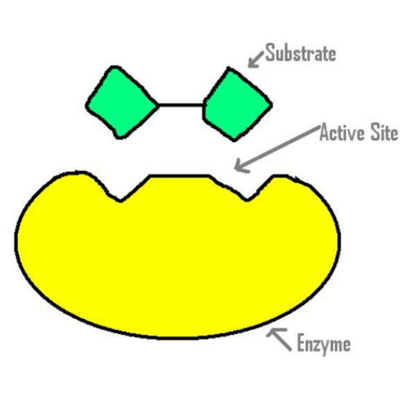 3 what is the active site and what is its job